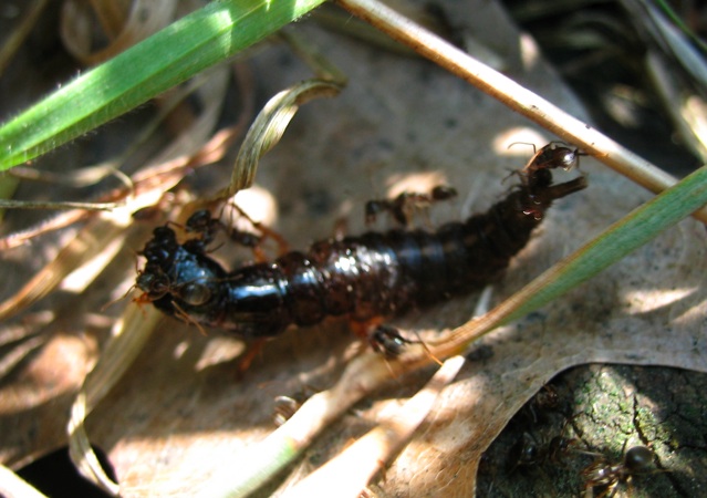 larva di stafilinide